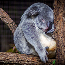 Koala sleeping on tree