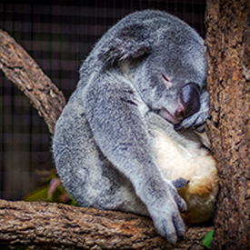 Koala durmiendo sobre árbol