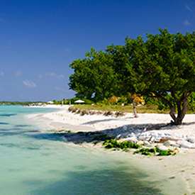 Playa con arena blanca y árbol verde